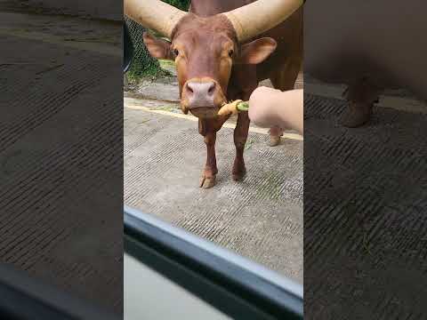 Tanduknya gede banget ya #zoo #tamansafariindonesia #tamansafari