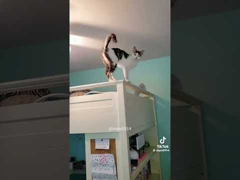 Cats vs fans