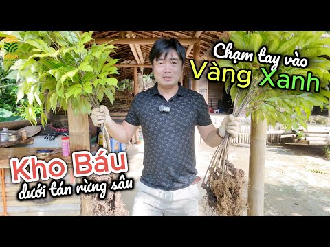 “Đột Nhập Rừng Sâu Hái Sâm 100 Triệu – Quà Đặc Biệt Cho Khách Hàng Đẳng Cấp!”