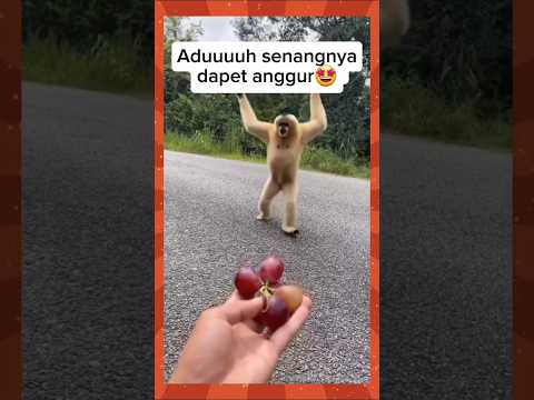 Si Agus seneng banget dapet anggur #shorts #funny #youtubeshorts