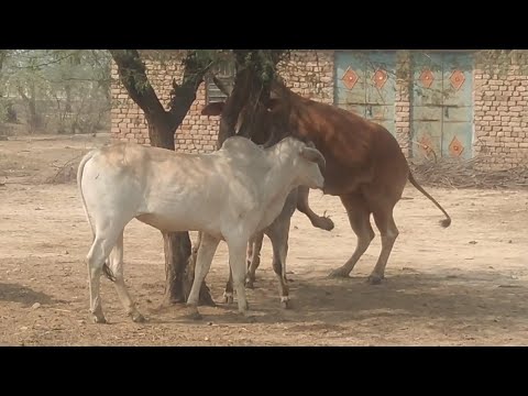 A Natural Meet A Cow