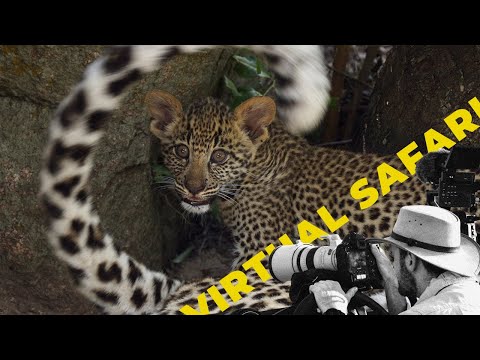 A Rainbow Led Us to This Secret Leopard Den- Virtual Safari #258