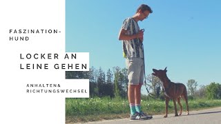Locker an Leine gehen- Anhalten und Richtungswechsel