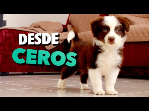 Educando un CACHORRO DESDE CERO