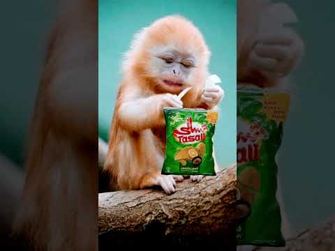 أعطيني شوية شيبس #springonshorts #funny قرود مضحكة #shorts