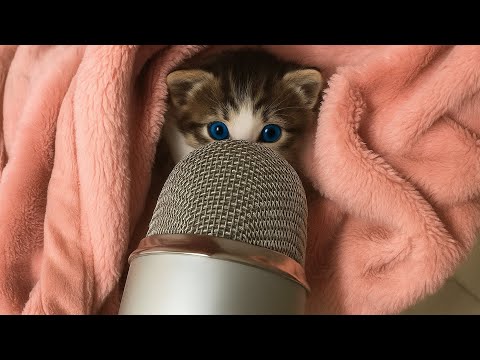 Kitty make asmr for First time 💤