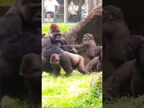 D'jeeco Family ❤️