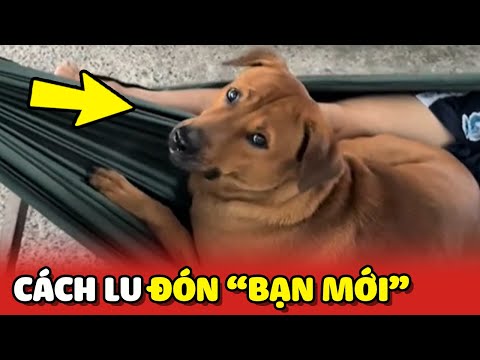 Biểu cảm sai trái của chú chó Lu khi có bạn mới 😂