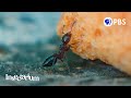 Understanding Urban Ecosystems and Ants
