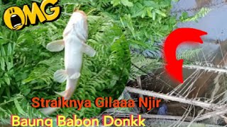 Niatnya Mancing Ikan Lele,Eh.... Dapetnya Baung Babon Donkk😱😱