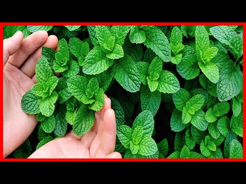 Kit 5 Óleos De Menta Gotas De Saúde Piperita 100% Natural - Rei da Menta
