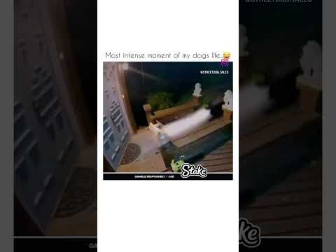 That dog had two seconds ๐คฃ๐#hilarious #funny #funnyvideo #viralvideo #doggy #lol #laughingvideo