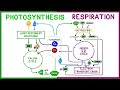 Comparing Photosynthesis and Cellular Respiration