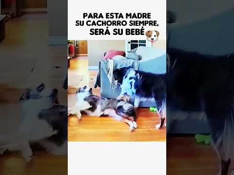👉 Para una madre, su cachorro siempre será su bebé 🐶💛 #cachorrosdivertidos #perros #viral
