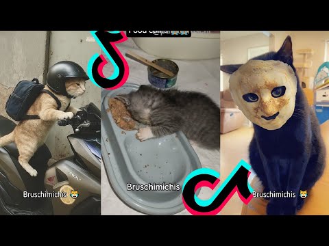 BRUSCHIMICHIS😹💗 1 hora de risa🐈💕! // #bruschimichis #humor