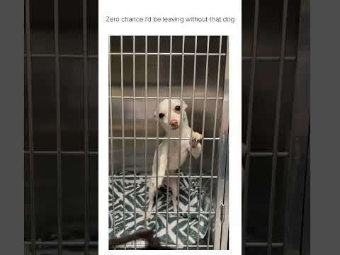 (cc susanjosephri/tt) Guys someone had already put her on adoption hold 😭happy for Dotty sad for me!