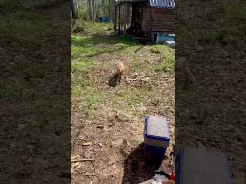Лиса родила лисят под домом в Тайге. Дикая природа, как она есть ))