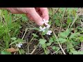 Identifying Flower Characteristics and Types