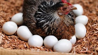 Animals Life is live! How to hatch chicken egg at home 🐣🥰