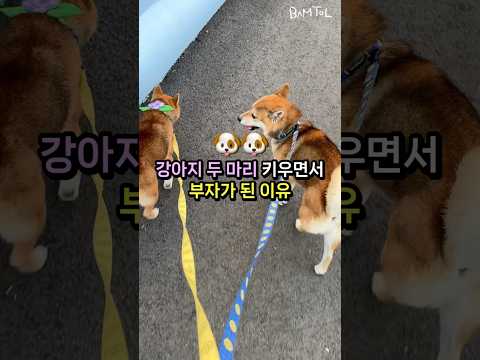 강아지 키우면서 부자가 된 이유