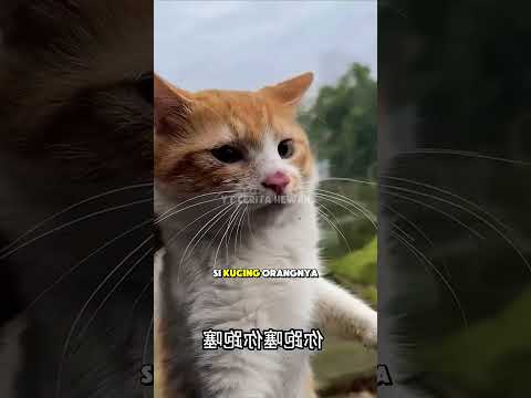 Gara gara pintu jendela kebuka, kucing kucingnya kabur #shorts #kisahhewan #fyp