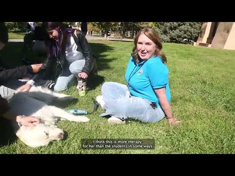 VIDEO STORY: Students de-stress with furry faces and wagging tails
