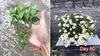 How to propagate chrysanthemums from cuttings