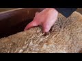 Assessing Sheep Body Condition