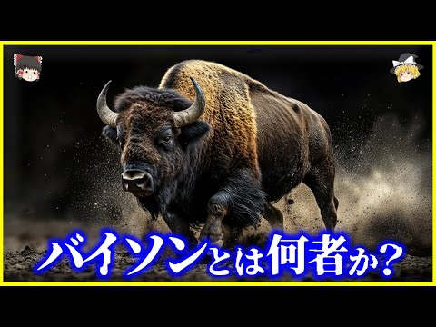 【ゆっくり解説】バッファローとの違いは…？「バイソン」とは何者なのか？を解説/氷期を生き延びたバイソンの進化…絶滅危機と人類の関係