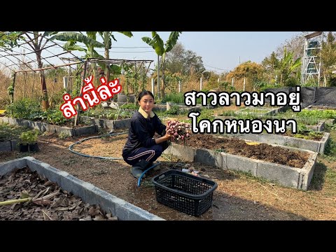 สาวลาวมาอยู่โคกหนองนากับหนุ่มไทย ” มันกะสำนี้ล่ะ “ l เขยลาว 🇹🇭💞🇱🇦