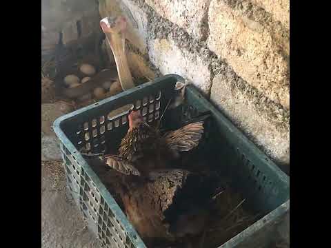 Hổ Mang đụng nhầm Mơ Gà Đại Tỷ đang ấp trứng và cái kết |#oasisgiaitri