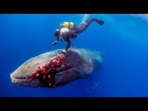 60-Ton Whale BEGGED For Help! What This Diver Did Next Will Send Chills Down Your Spine..