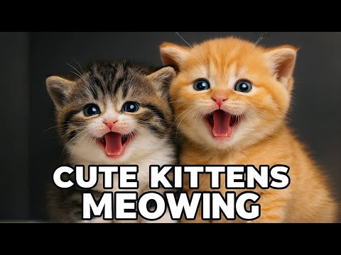 Tiny Kitten Meows for Meat - What Happens Next Will Melt Your Heart! 🐱❤️