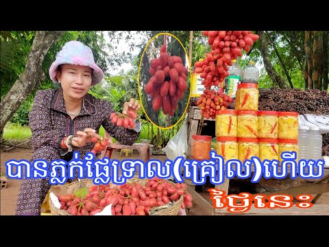 បានភ្លក់ផ្លែទ្រាល(គ្រៀល)ហើយថ្ងៃនេះ