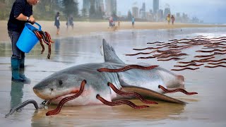 Why the U.S. Fills Michigan with Thousands of Fish Killers