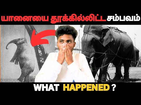 யானையை தூக்கில்லிட்ட சம்பவம்🥺||marry elephant hanging incident 😱#trending #hangingelephant