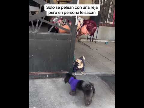 EXTRAÑO COMPORTAMIENTO EN LAS MASCOTAS 🐶