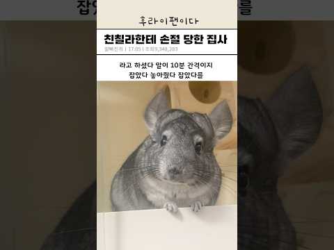 친칠라한테 손절 당한 집사