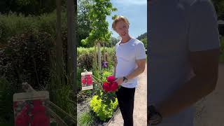 Schwarzwaldrubin - die Gartenschaurose
