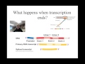 Genetic Mutations and Transcription Processes