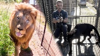 Special Bond with LIONS and LEOPARDS is the Greatest Gift | The Lion Whisperer
