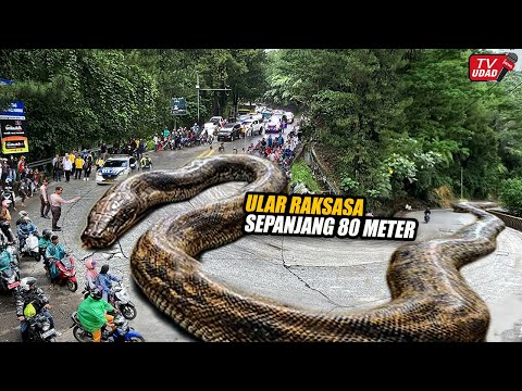 VIRAL !! Penampakan Ular Raksasa Melintang di Jalan Sitinjau Lauik Bikin Heboh Pengguna Jalan...