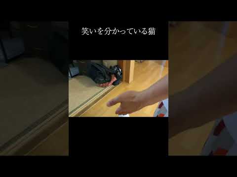 笑いを分かっている猫 ショート　 #保護猫 #猫 #猫のいる暮らし