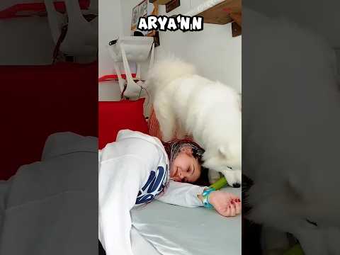 3 Kez Boğulma Taklidi Yaptım… Sonuç: Kalp Kırıcı! 💔🐶 #summeronshorts #TeamArya