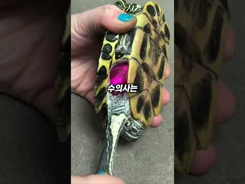 핑크색 돌의 정체