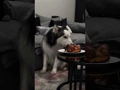 Siempre supimos que eso pasaría 🥲 #amoryhumor #funnyvideos #amor #husky #doglover
