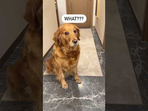 Tell me what you’ve done? 😂🤣🐶 #dog #fyp #foryou #dogsoftiktok #funnyvideos #pet #tiktok