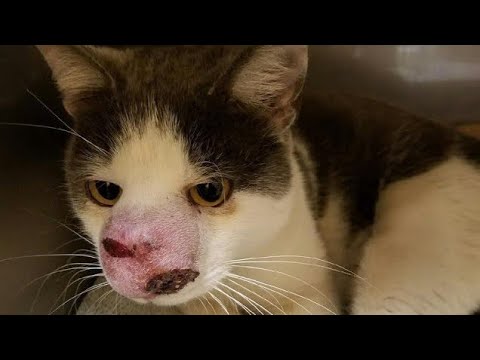 Immense Cuterebra Extracted From Kitten's Nose (Part 41)