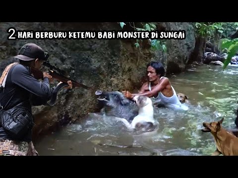 BABI BESAR MOGOK DI SUNGAI | Pemburu nekat menangkap babi bertaring dengan tangan kosong | Amazing |