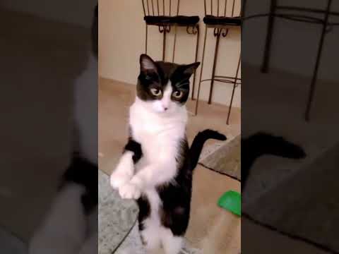 Cat very hungry